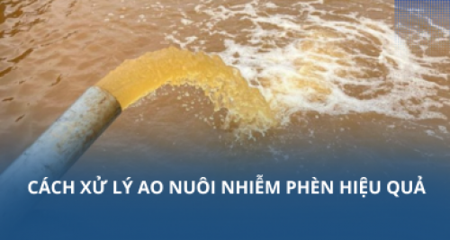 Cách xử lý ao nuôi nhiễm phèn hiệu quả
